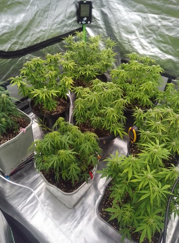 New run using General Hydroponics  — flower, day 8