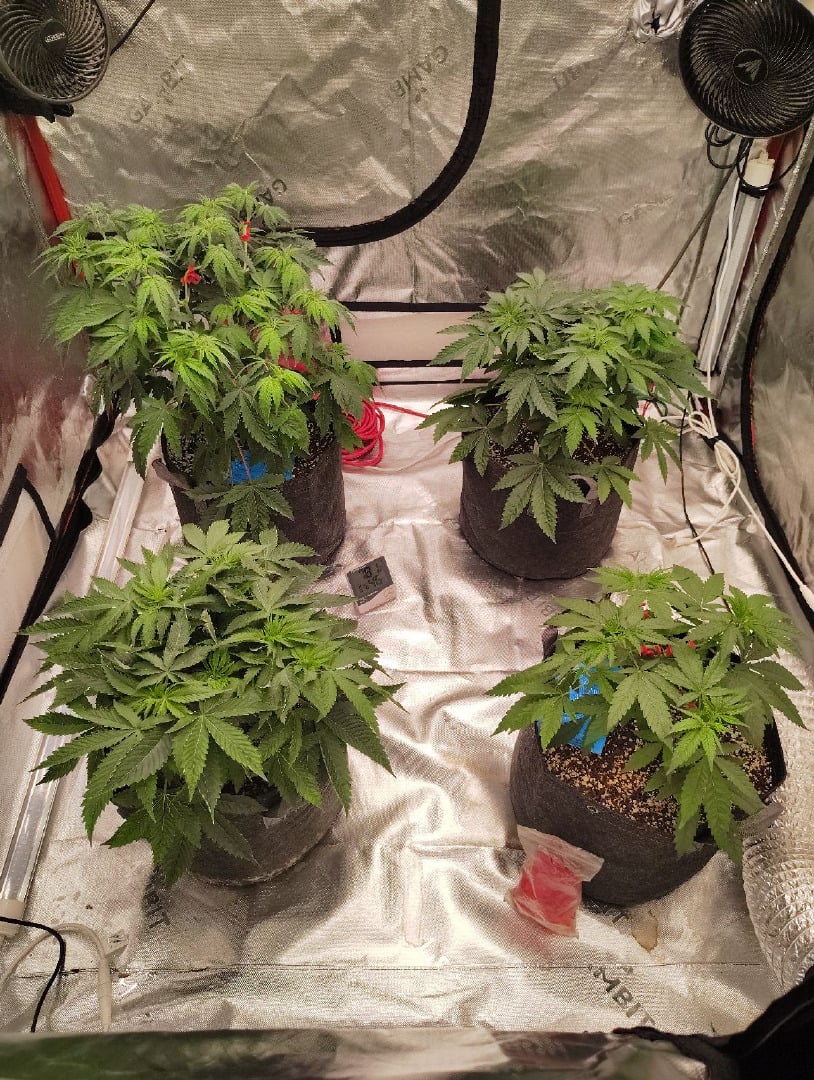 Leaf Cycle Genetics (Angie's Ear Muffs) And Premium Gas Genetics (Orange Swirl Pop)