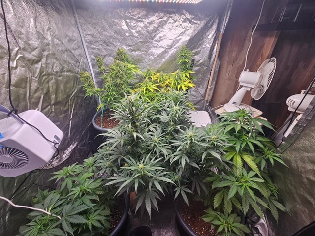 Cheshablue  — flower, day 44