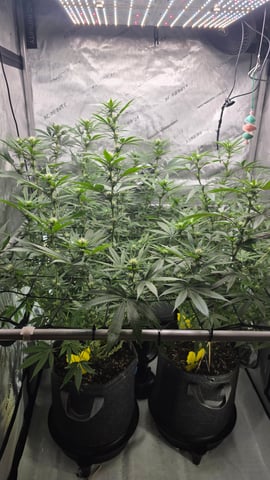 ethos genetics  — flower, day 76