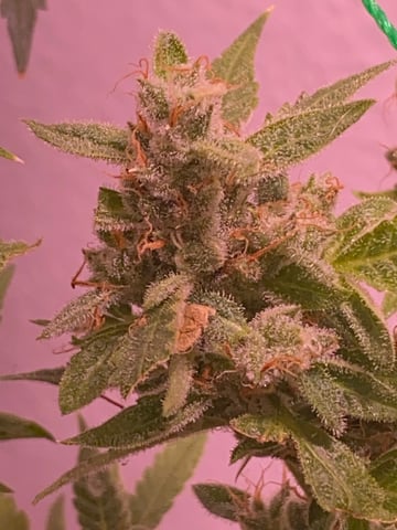 pineapple Express  — flower, day 42