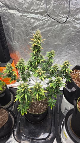 Beginner - My first grow has been an incredible experience so far! — flower, day 87
