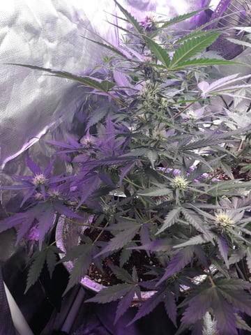 AWC  — flower, day 50