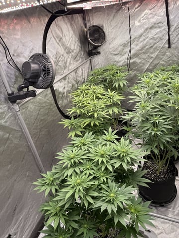 Goofy’s Grow  — flower, day 76