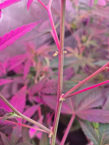 Clone of the clone of the Skunk burger 😁