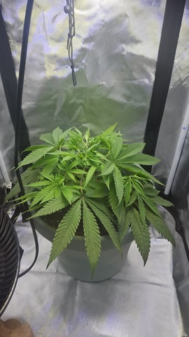 first indoor — grow_setup, day 16