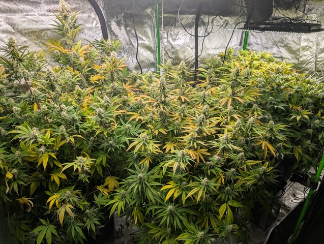 Acapulco Gold  — flower, day 93