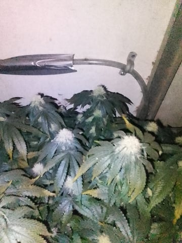 If it's Loose it's got to be a Unicorn.. — flower, day 47