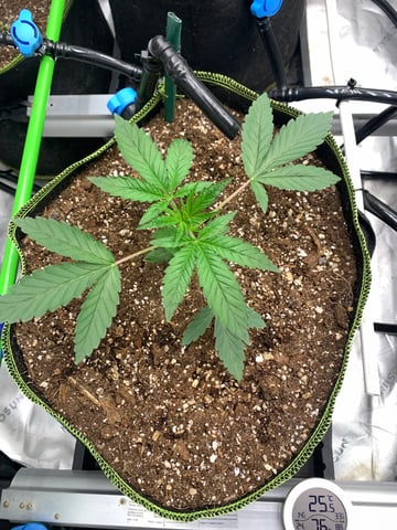 Six  — vegetative, day 27