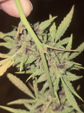 3rd Auto Grow — flower, day 112