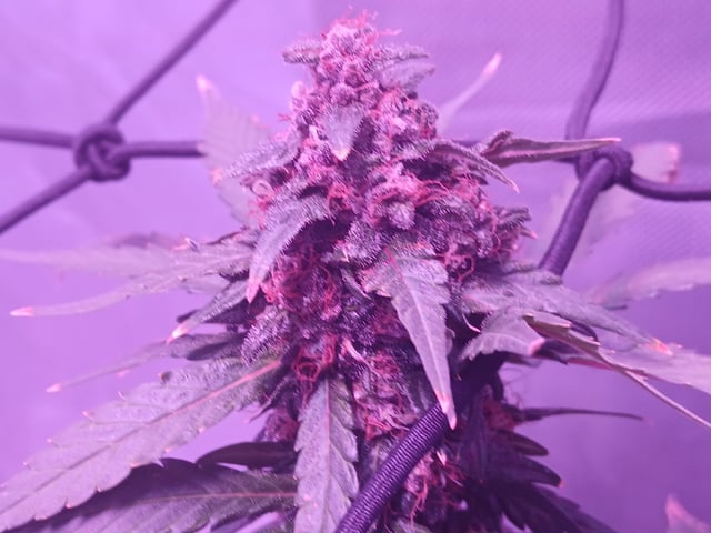 CountryG  — seedling_rooting, day 67