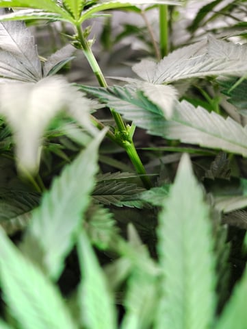 First run with Athena nutrients 3rd grow total — flower, day 54