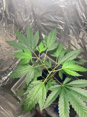 first grow — vegetative, day 2