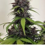 SouthernGrower