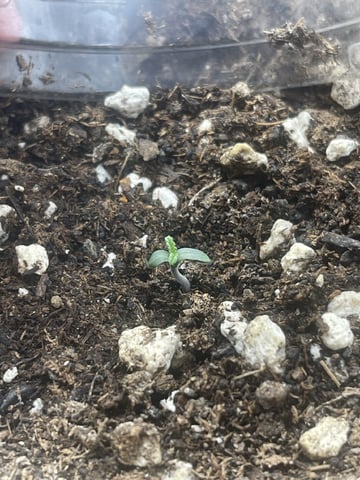 3x3 Grow — seedling_rooting, day 10