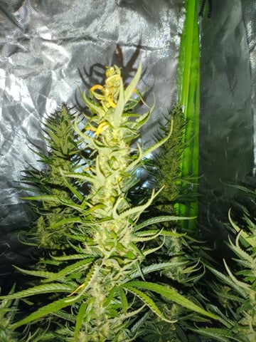 mr — flower, day 96