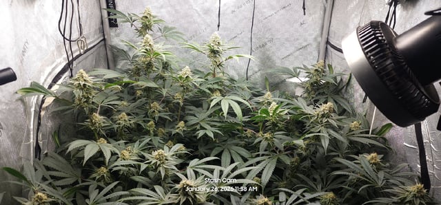 Another Custom Creation — flower, day 121