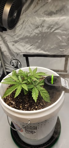 1st grow Dr. Nefario — vegetative, day 23