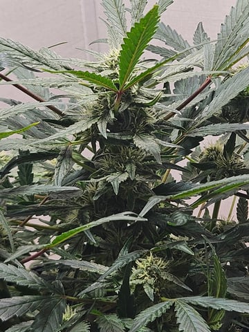 Mango Runtz — flower, day 62