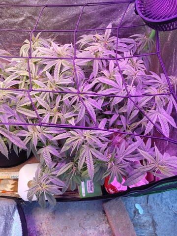 Purple Plum Perfect 💜 & 2 Grape Runtz 🍇 Mainlining garden.  — vegetative, day 114