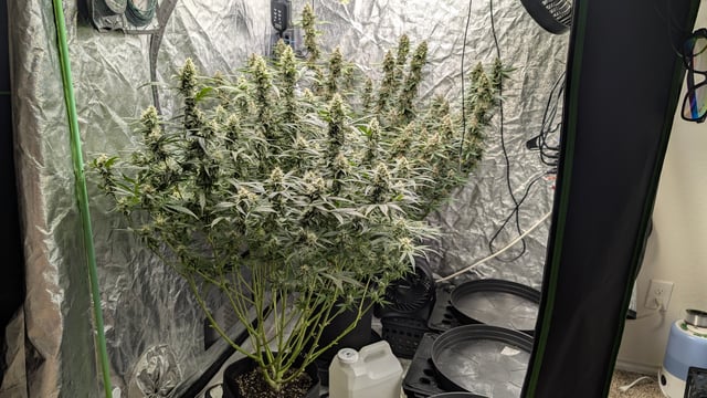 Strawberry Cheesecake Seedsman Seeds Autoflowers x2 — flower, day 77
