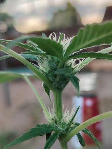 permanent marker feminised  — flower, day 36