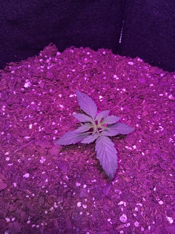 Cali Kush — vegetative, day 1