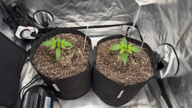 Papaya Cookies Autos 
