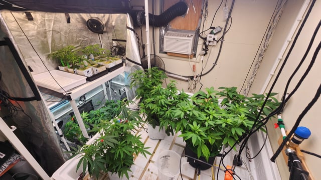 veg tent adventures! — vegetative, day 14