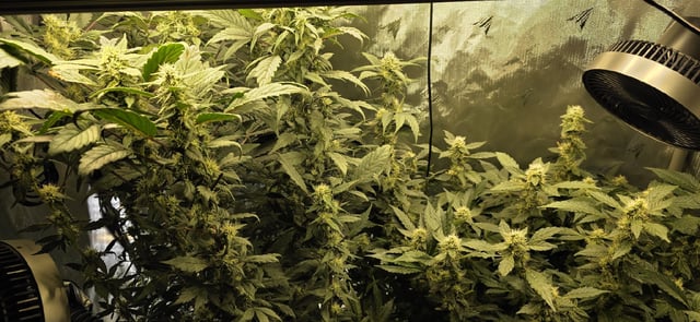 Ace Killer OG — flower, day 79