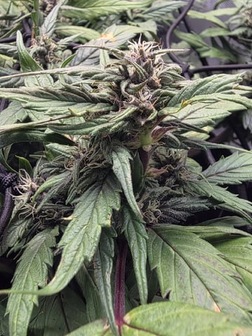 Vanna's Vanilla — auto, day 64