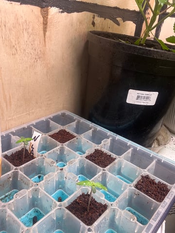 easy bud auto & nothern lights auto — seedling_rooting, day 7