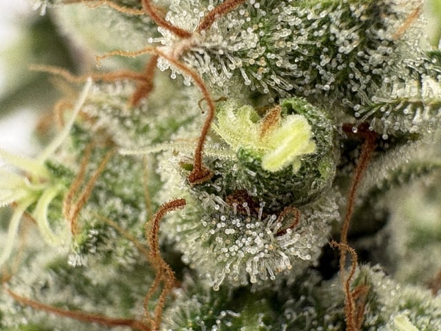 My First Grow — harvest, day 72