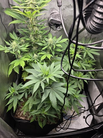 Coco Grow — vegetative, day 48