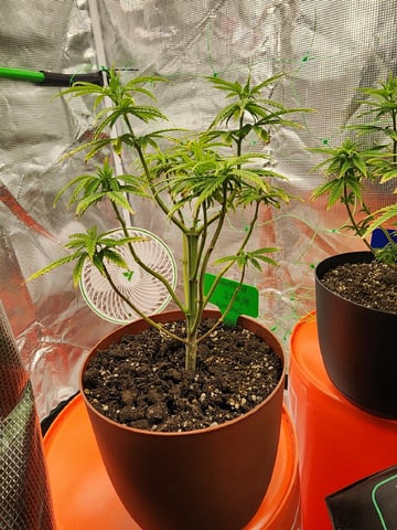 HE1E we GROW  — vegetative, day 79