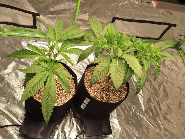 Gorilla Girl Autopot — vegetative, day 65