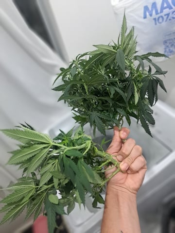 Yeti's Perpetual — vegetative, day 65