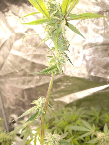 critical purple kush x peyote wifi  in the auto pot system tray 2 grow with added microhazian to the coco coir  — flower, day 89