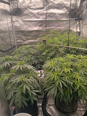 Pineapple express — flower, day 21