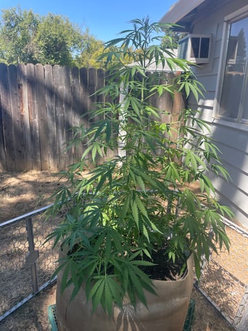  Apollo outdoor — vegetative, day 30