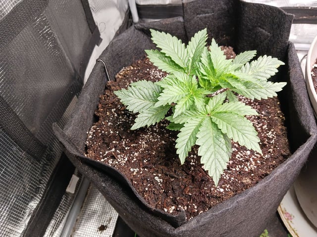 9lbhammer feminized  — vegetative, day 18