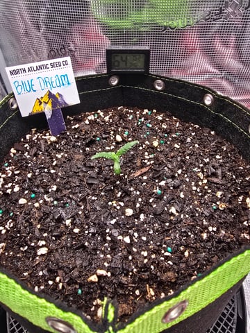 blue dream auto — vegetative, day 11