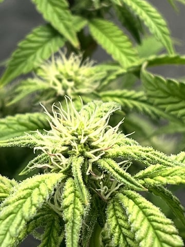 Humboldt Chicken N Wafflez — flower, day 67