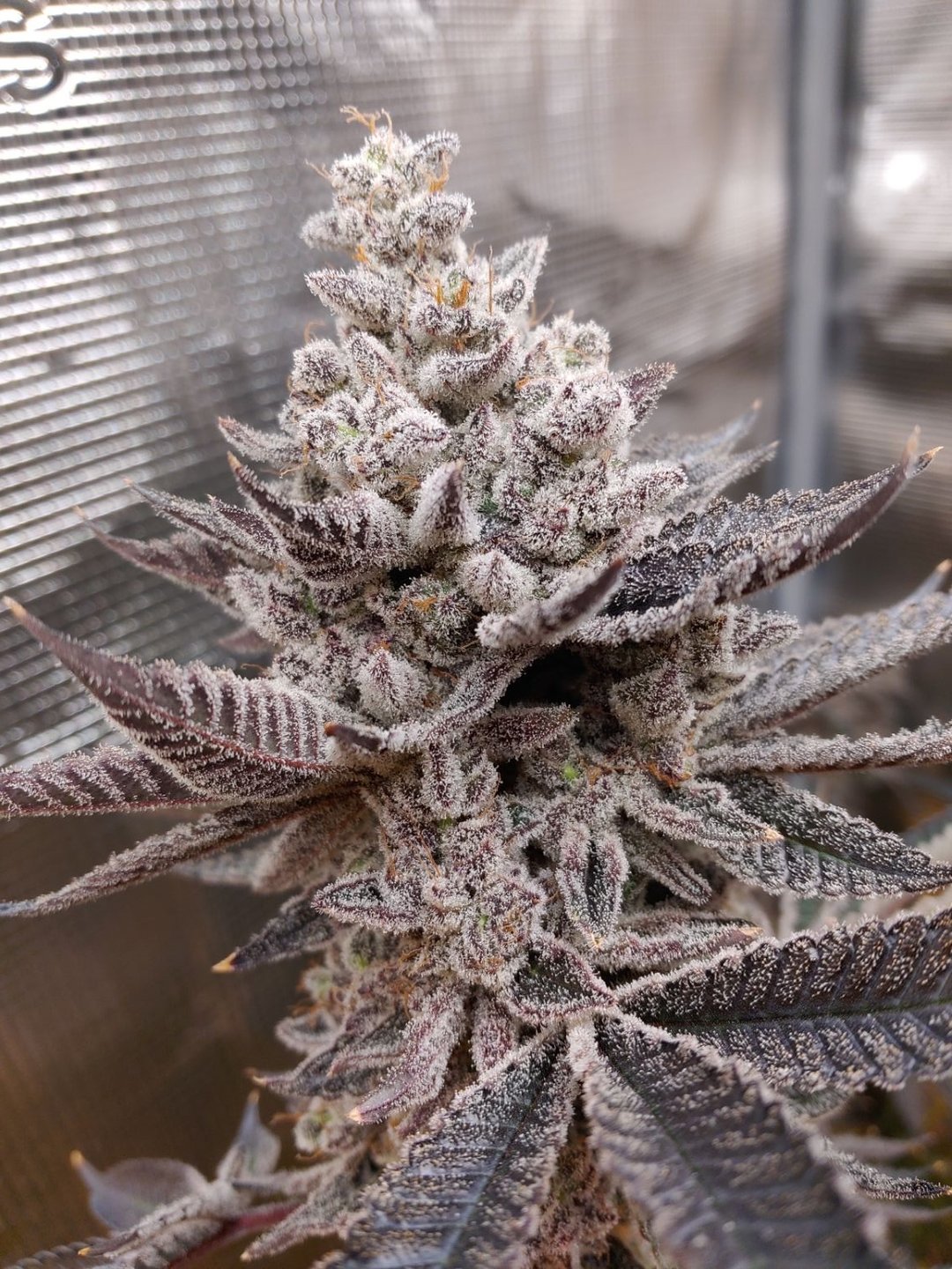 PhyrePhenos67