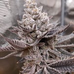 PhyrePhenos67
