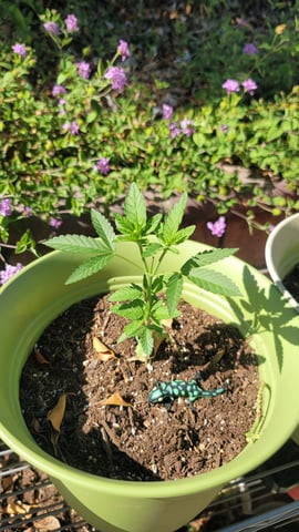 Poison Rainbows — vegetative, day 57