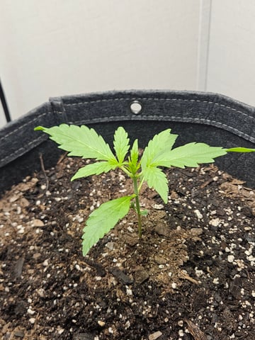 Gorilla Z auto — seedling_rooting, day 29