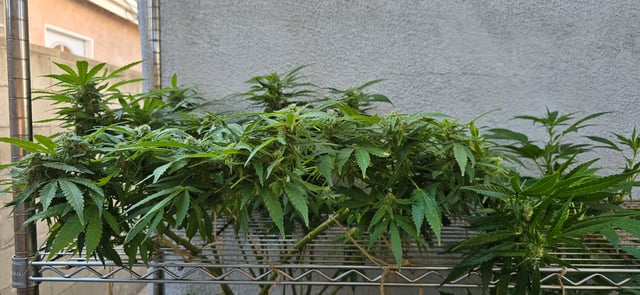 Mystery Weed Plant — flower, day 132