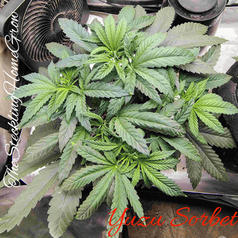 First run with Athena nutrients 3rd grow total — vegetative, day 34