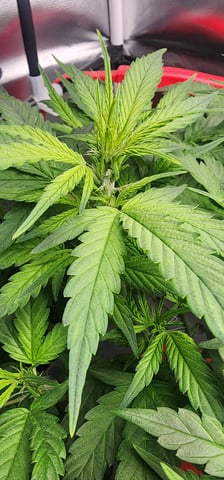 El Chemi Kiwi autoflower  — flower, day 44